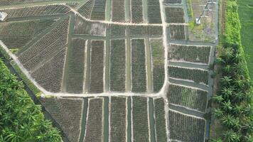 un aereo Visualizza di un' ananas azienda agricola terra con alberi video