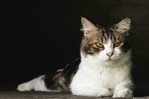 domestic cat looking at camera isolated on dark background. Domestic cat closeup photography photo