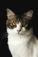 domestic cat looking at camera isolated on dark background. Domestic cat closeup photography photo