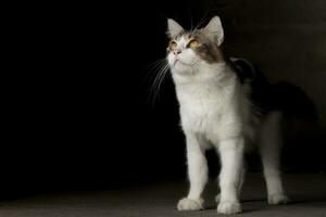 Doméstico gato de cerca fotografía aislado en oscuro antecedentes. foto