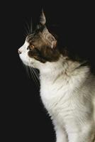 domestic cat closeup photography isolated on dark background. photo