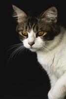 domestic cat closeup photography isolated on dark background. photo