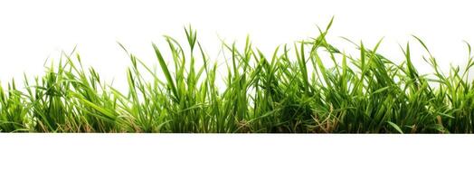 Green grass with white background. photo