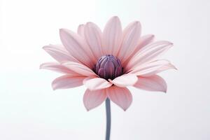 A still - life photograph of a single flower against a plain background.  Generative AI photo