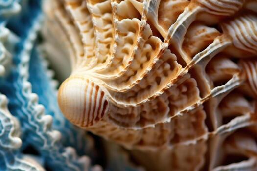 The intricate patterns and textures of a seashell in a close - up shot. photo
