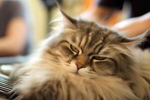 The joy and relaxation of a pampered cat as a groomer gently brushes its fur at a grooming salon. photo