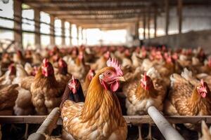 el espacioso y bien - organizado ambiente de un moderno pollo granja con un cerca - arriba Disparo de un pollo casa. generativo ai foto