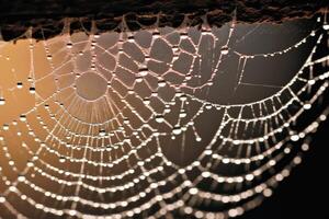 A dew - speckled spider web stretched across the corner of a rustic window frame, with the soft glow of a full moon in the background. photo