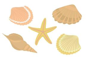 Sea shells and stars collection. Marine vector illustration of ocean shellfish.