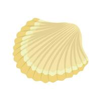 Sea shells and stars collection. Marine vector illustration of ocean shellfish.