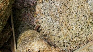 Lizards geckos iguanas reptiles nature on stone rock branch Thailand. video