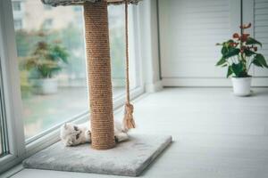 A cute Scottish Fold kitten is playing with a scratching post rope. Cat playing with a rope on a cat scratch stand. photo