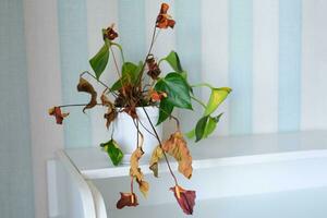 Dried home plant red anthurium in a pot.  Indoor plant disease. Anthurium andreanum. Anthurium andraeanum, Araceae or Arum. photo