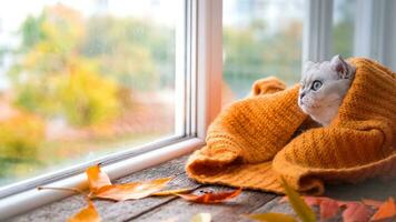 The Scottish cat rests on the windowsill and wraps himself in a warm knitted sweater. The kitten looks out the window. photo