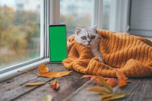 A small Scottish kitten is looking at a phone with a green screen. Advertising products for cats and kittens. Chroma Key. The cat lies near the window in a knitted orange sweater. Autumn concept. photo