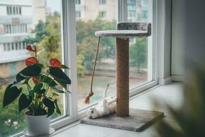 A cute Scottish Fold kitten is playing with a scratching post rope. Cat playing with a rope on a cat scratch stand. photo