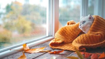 el escocés gato descansa en el antepecho y envuelve él mismo en un calentar de punto suéter. el gatito mira fuera el ventana. foto