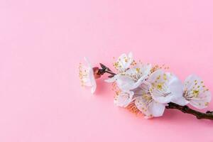 Cherry tree blossom. April floral nature and spring sakura blossom on soft pink background. Banner for 8 march, Happy Easter with place for text. Springtime concept. Top view. Flat lay photo