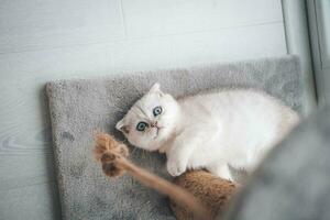 cerca arriba de un linda escocés doblez gatito jugando con un rascarse correo. gato jugando con un cuerda en un gato rasguño estar foto