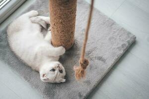 Close up of a cute scottish fold kitten playing with a scratching post. Cat playing with a rope on a cat scratch stand photo