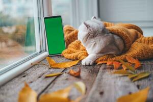 un pequeño escocés gatito es mirando a un teléfono con un verde pantalla. publicidad productos para gatos y gatitos croma llave. el gato mentiras cerca el ventana en un de punto naranja suéter. otoño concepto. foto