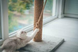 Close up of a cute scottish fold kitten playing with a scratching post. Cat playing with a rope on a cat scratch stand photo