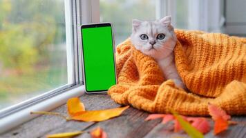 A small Scottish kitten is looking at a phone with a green screen. Advertising products for cats and kittens. Chroma Key. The cat lies near the window in a knitted orange sweater. Autumn concept. photo