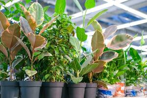 contadores en el Tienda con ollas de interior plantas. foto