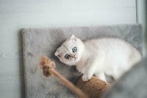 cerca arriba de un linda escocés doblez gatito jugando con un rascarse correo. gato jugando con un cuerda en un gato rasguño estar foto