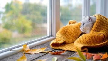 The Scottish cat rests on the windowsill and wraps himself in a warm knitted sweater. The kitten looks out the window. photo