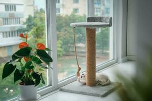 A cute Scottish Fold kitten is playing with a scratching post rope. Cat playing with a rope on a cat scratch stand. photo