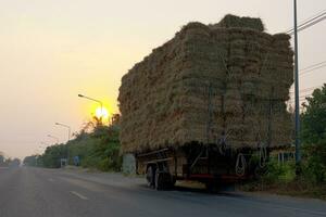 Rear view of many bales of rice straw piled on top of each other and tied with ropes. photo