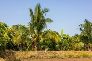 Views of groves and coconut palms thrive on the mounds. photo