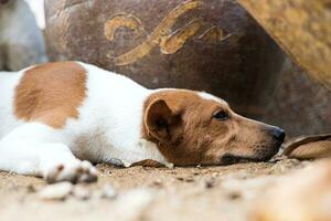 Close-up low view A white-and-brown Thai dog lies relaxed on the sandy ground. photo