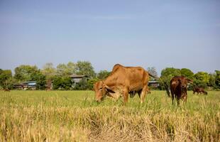 Close-up low angle view of Thai cattle grazing on rice stubble. photo