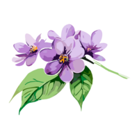 acuarela Violeta o púrpura flores pintura recopilación, transparente fondo, png. dibujado a mano Clásico retro flores ilustración para camisetas, libro cubiertas, y impresión medios de comunicación decoraciones png