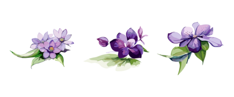 Aquarell violett oder lila Blumen Gemälde Sammlung, transparent Hintergrund, png. handgemalt Jahrgang retro Blumen Illustration zum T-Shirts, Buch Abdeckungen, und drucken Medien Dekorationen png