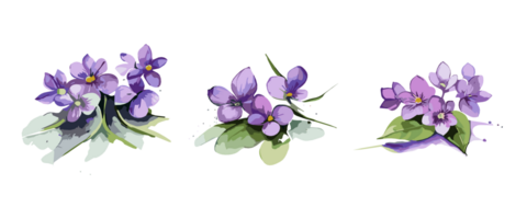 Watercolor violet or purple flowers painting collection, transparent background, PNG. Hand-drawn vintage retro flowers illustration for t-shirts, book covers, and print media decorations png