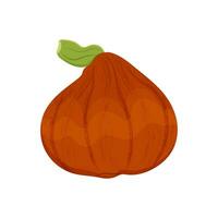 Pumpkin autumn vegetable, Pumpkin harvest on a white background. Vector illustration