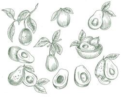 Hand Drawn Avocado Illustration Set vector