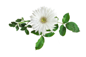 Barberton daisy flowers in a floral arrangement, Gerbera Jameson isolated on white or transparent background png