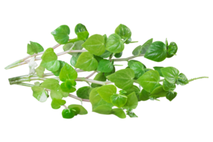 Leaves peperomia pellucida isolated on transparent background png