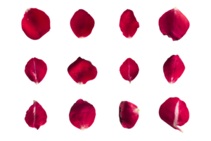 Set of 12 red rose petals on white background or transparent png