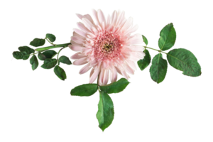 Barberton daisy flowers in a floral arrangement, Gerbera Jameson isolated on white or transparent background png
