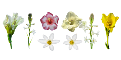 Spring collection of flowers, Colorful flowers collection isolated on transparent background png