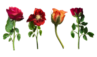 Set of colorful rose flowers isolated png