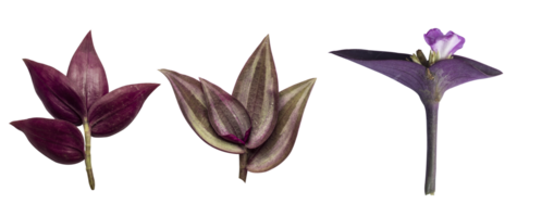 Purple and white leaf of Tradescantia zebrina Bosse png