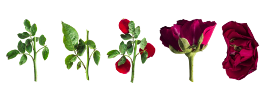 reeks elementen van rood roos, rood roos bladeren takken Aan wit of transparant achtergrond png