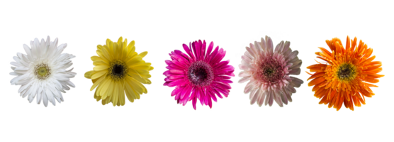 vijf verschillend kleur barberton madeliefje bloem, vijf verschillend kleur gerbera jamesonii PNG