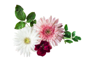 Barberton daisy flowers in a floral arrangement, Gerbera Jameson isolated on white or transparent background png